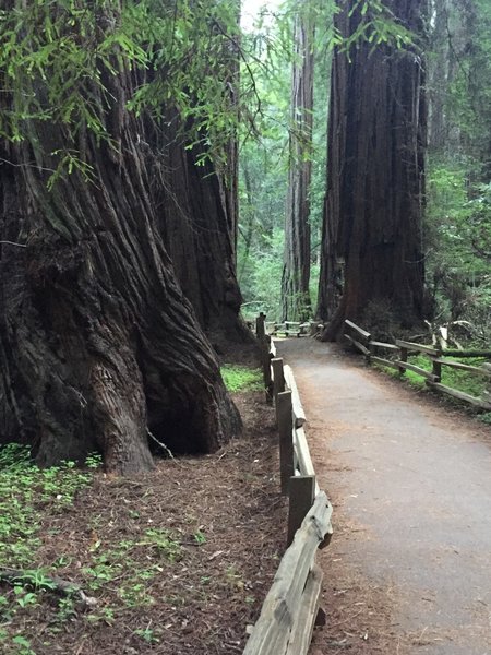 Muir Woods- quiet, cool, fresh forest air - how peaceful.