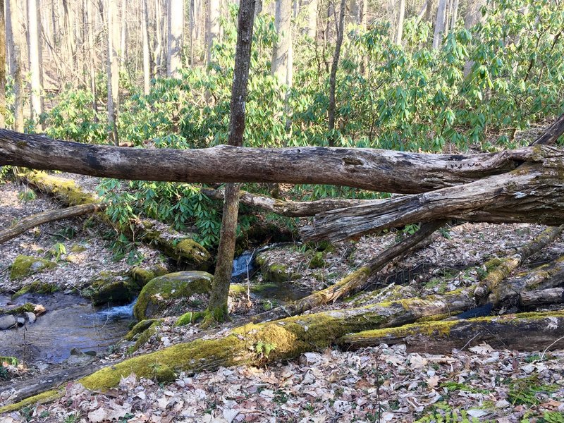 Creek at Backcountry Site #48.