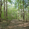 Twentymile Trail near the Long Hungry Ridge Trail Junction. with permission from Mike Lerch