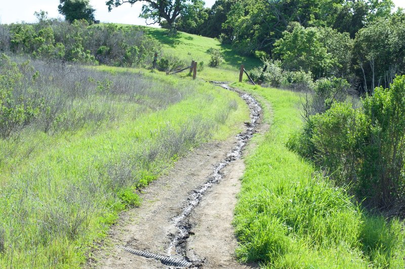 Water runs down the middle of the trail as it approaches the Laurel Bay Trail.