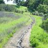 Water runs down the middle of the trail as it approaches the Laurel Bay Trail.