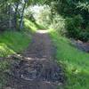 Some areas of the trail are shaded. You can see where mountain bikers and horses have turned up a damp part of the trail. It's easy to get around, but serves as a reminder that this is a shared use trail.