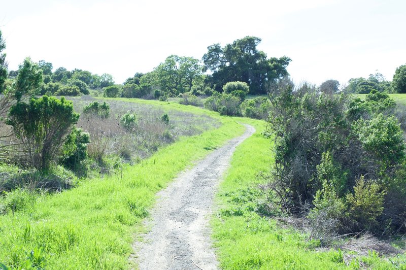 The trail starts as a crushed gravel path as it makes its way through the preserve.