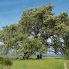 Two mountain bike riders take a break in the shade of the tree as they enjoy the view.