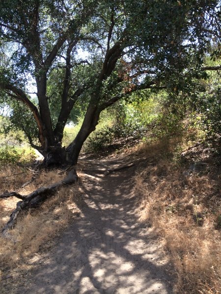 Enjoying the shade along the trail.