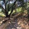 Enjoying the shade along the trail.