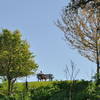 Enjoying the day at Arastradero Preserve.