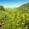 Common California Daisies.