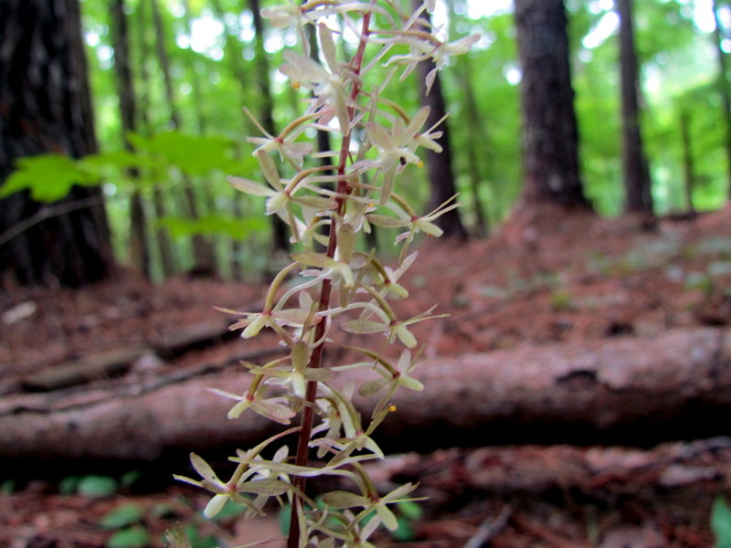 Cranefly Orchid along the Lobolly Trail.