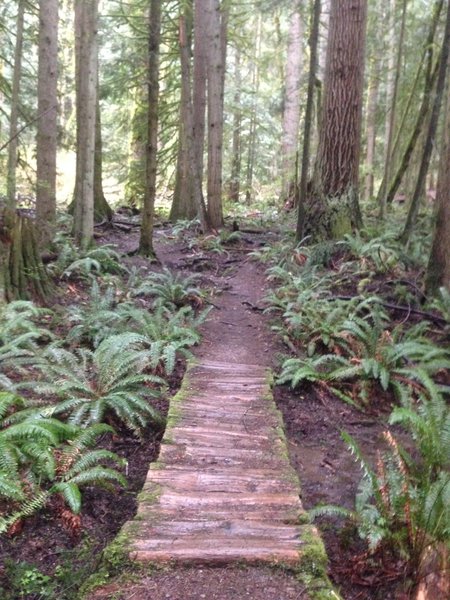 There are lots of great creek crossings like this one, with ferns for miles!