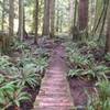 There are lots of great creek crossings like this one, with ferns for miles!