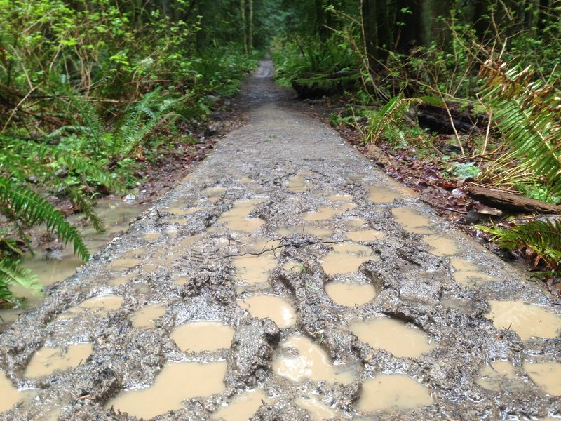 Get ready for a muddy shoe adventure. If you are in Seattle you need to get used to venturing out on the trails in the rain!