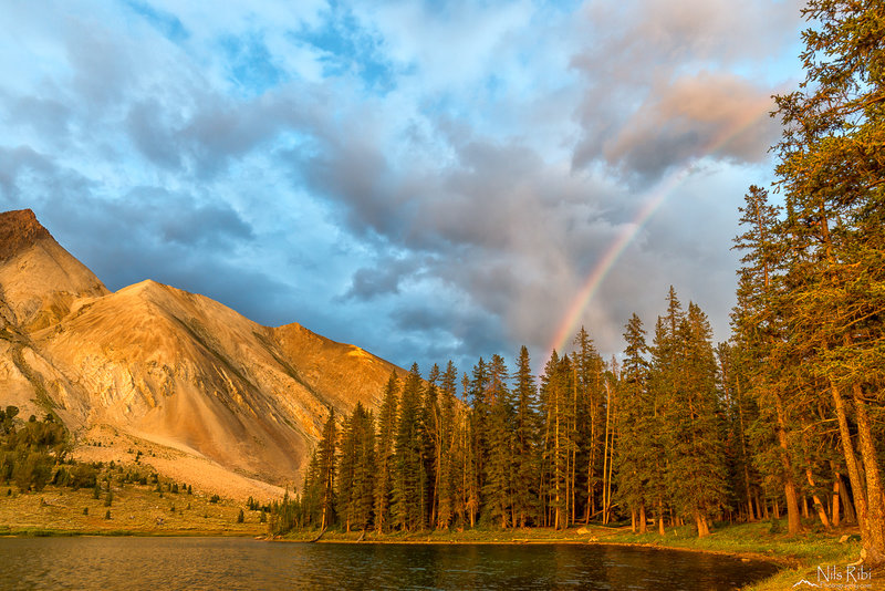 Chamberlain Lake rainbow.