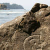 Petroglyphs at Wedding Rocks with permission from Nick Terrett