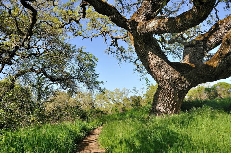 Scene from Arastradero Preserve