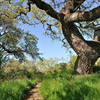 Scene from Arastradero Preserve