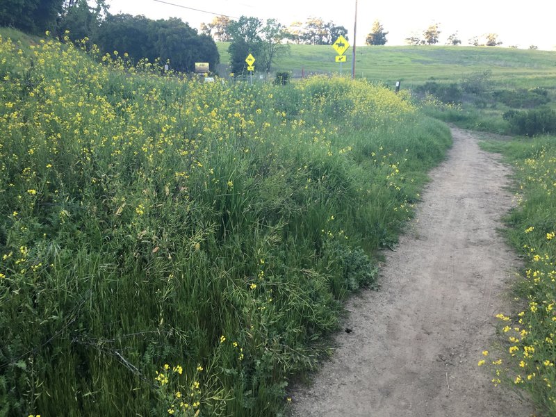 Flowers blooming next to the trail as it approaches the road.