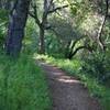 The trail as it snakes it's way through the trees.