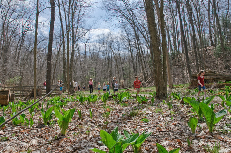 Haskell Run is great for spying spring wildflowers and for families. Photo: NPS Ted Toth.