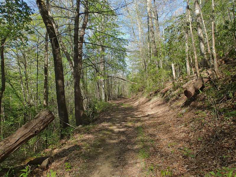 Long Hungry Ridge Trail north of Proctor Field Gap. with permission from Mike Lerch