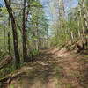 Long Hungry Ridge Trail north of Proctor Field Gap. with permission from Mike Lerch