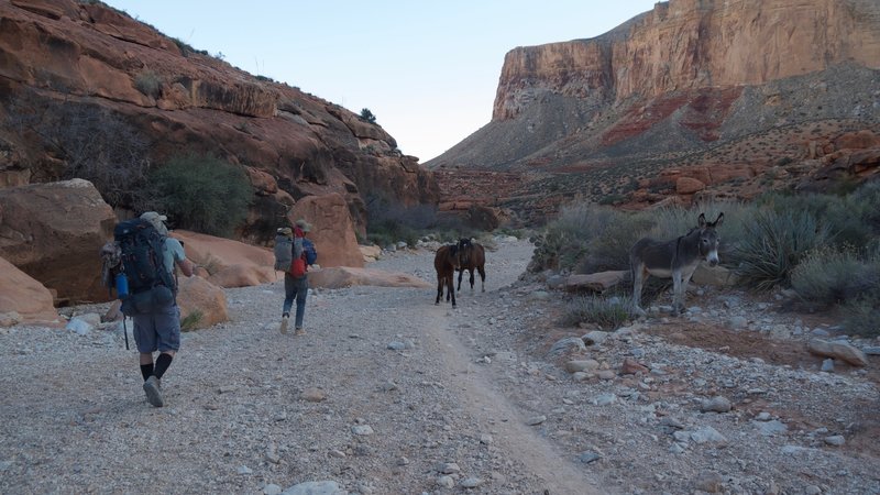 Dodging horses and pack mules on the Havasupai Trail.