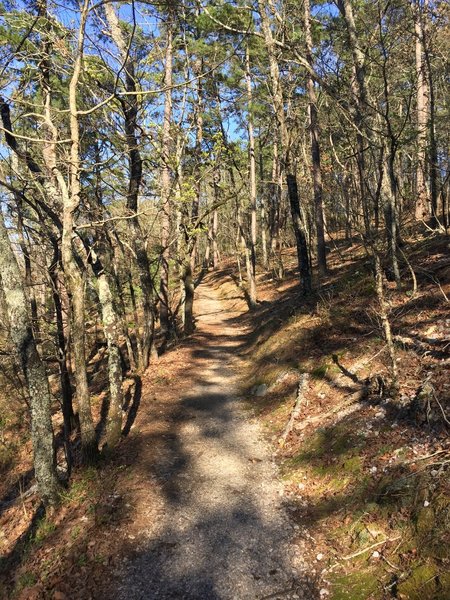 Trail has a consistent grade and is nicely covered with small gravel and packed dirt for the majority of the trail. Some areas have loose gravel and roots.