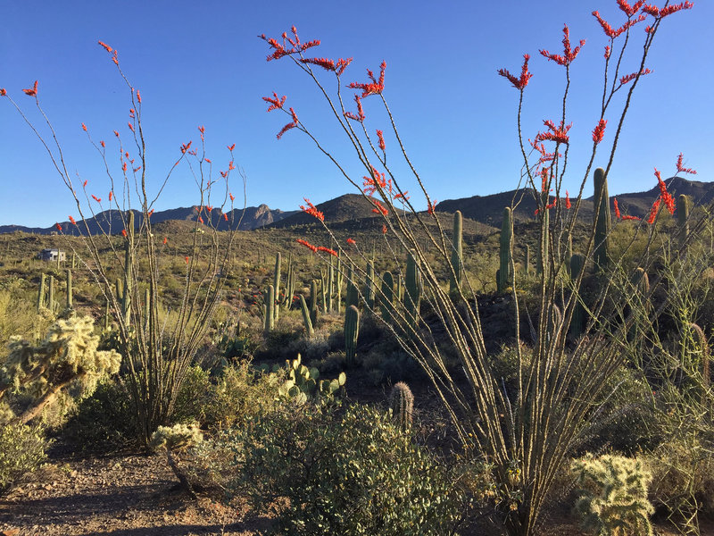 Overshadowed by the plentiful saguaros, the ocotillos of the National Park are big and colorful.