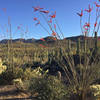 Overshadowed by the plentiful saguaros, the ocotillos of the National Park are big and colorful.