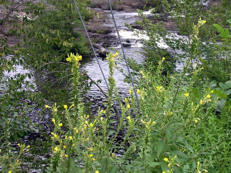 Salmon Falls River, Rollinsford, NH.