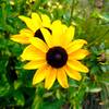 Flower in the meadow at Hildacy Farm Preserve.