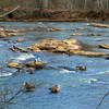 Geese at Island Ford, Chattahoochee National Recreation Area.