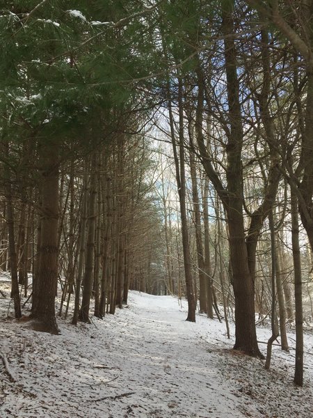 The trail through the woods after a light snowfall at Hildacy Farm Preserve.