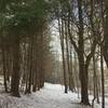 The trail through the woods after a light snowfall at Hildacy Farm Preserve.