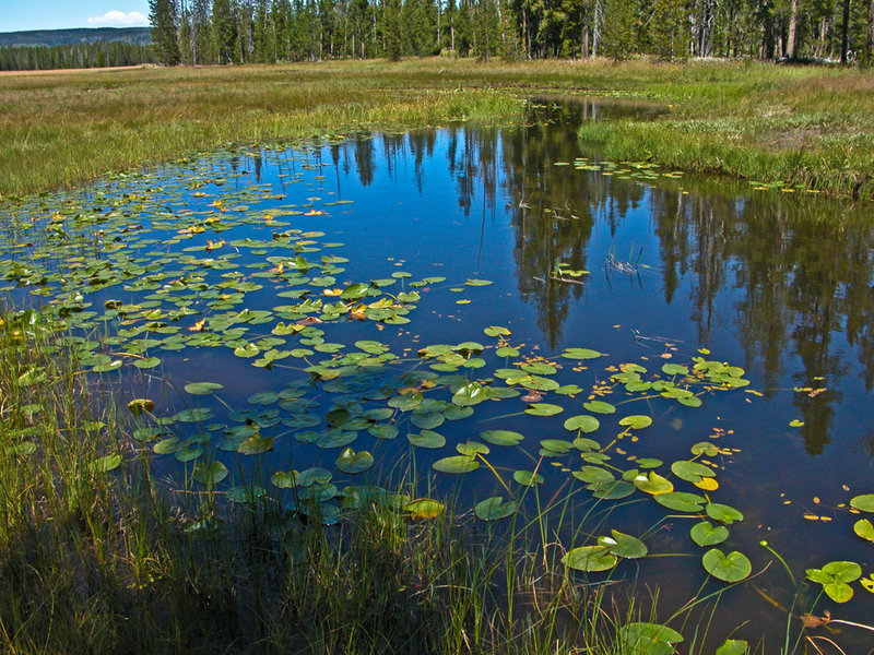 Bartlett Slough in Bechler Meadows. with permission from Ralph Maughan