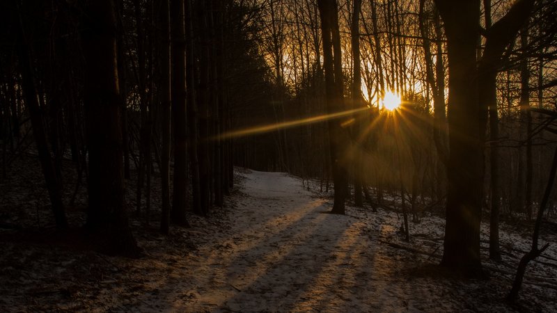 Through the trees.