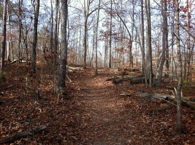 Leaves on the trail at Island Ford.