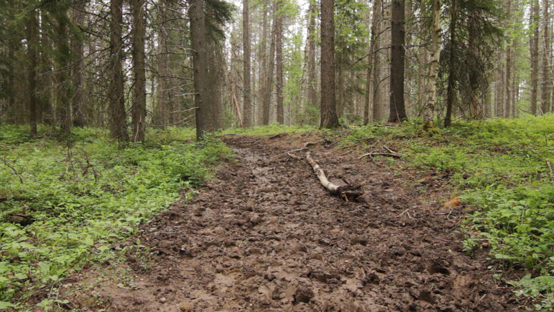 Use from horses on trail.