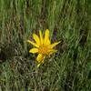 Wildflowers can be seen along the trail in the spring.