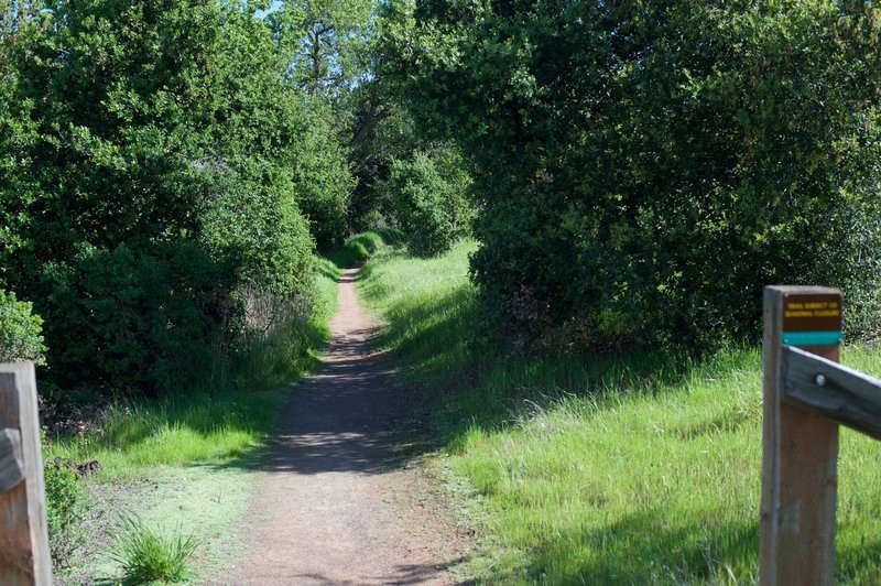 The Woodrat Trail narrows and becomes dirt as it descends from the Meadowlark Trail.
