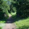 The Woodrat Trail narrows and becomes dirt as it descends from the Meadowlark Trail.