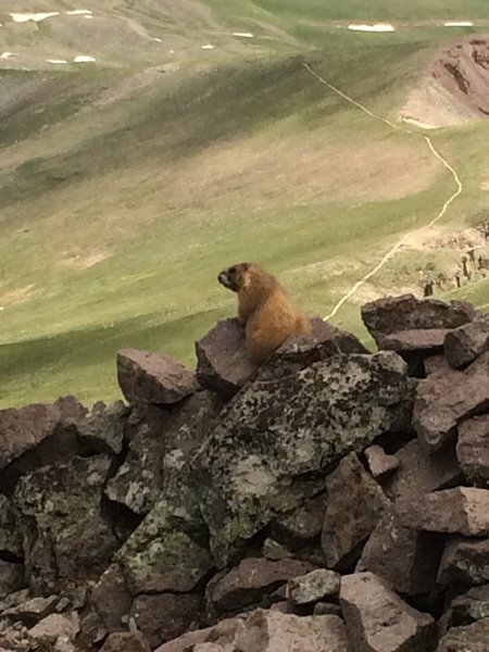 Marmots are common along the trail, and some aren't shy at all.