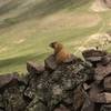 Marmots are common along the trail, and some aren't shy at all.