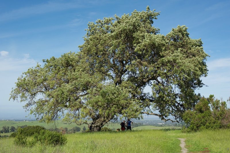 Two visitors take a break in the shade of the tree as they enjoy the view.