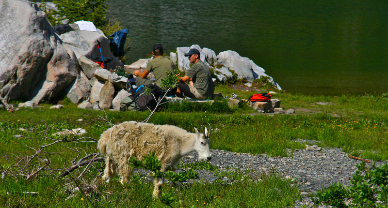 Mountain goats are commonly seen. Keep your distance!