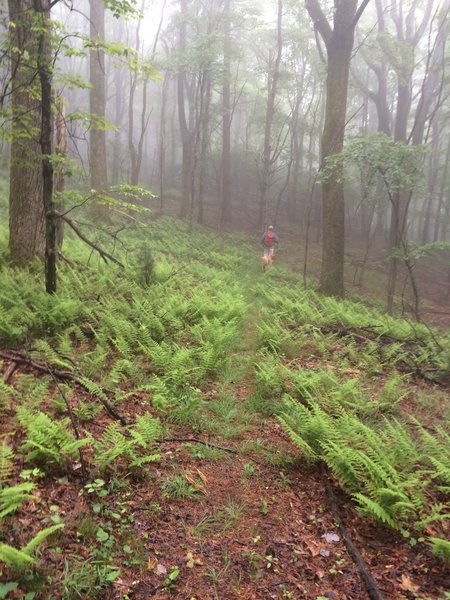 Ferns in the mist in Ashe County on MST Segment 5. Photo by Carolyn Sakowski.