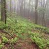 Ferns in the mist in Ashe County on MST Segment 5. Photo by Carolyn Sakowski.