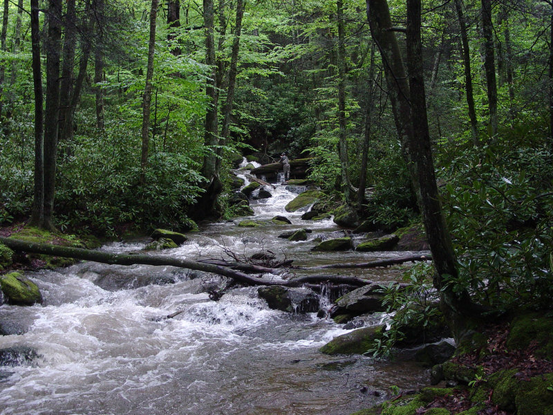 Goshen Creek on MST Segment 5. Photo by Shelton Wilder.