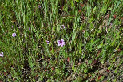 Small wildflowers bloom in the spring.