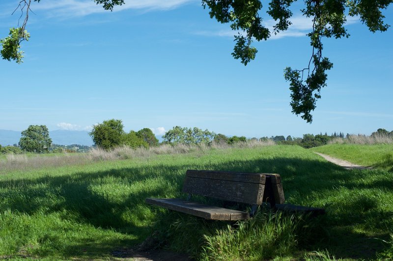 A bench rests under a shade tree as the trail can be seen in the background. This is a good place to rest before continuing on your way.